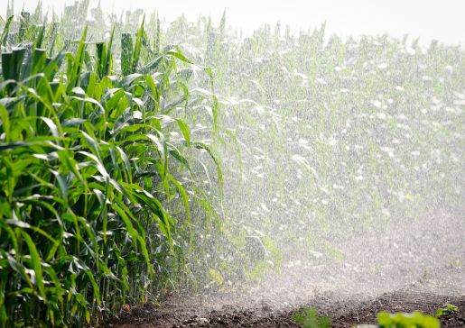 corn field