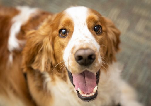 therapy dog