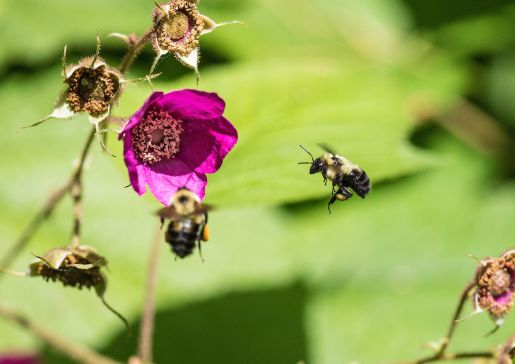 bumblebee